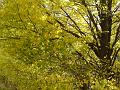 Autumn colours, creekside, Armidale DSC00654
